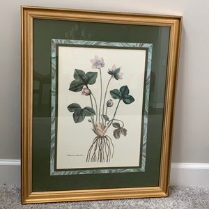 Anemone hepatica Print in frame